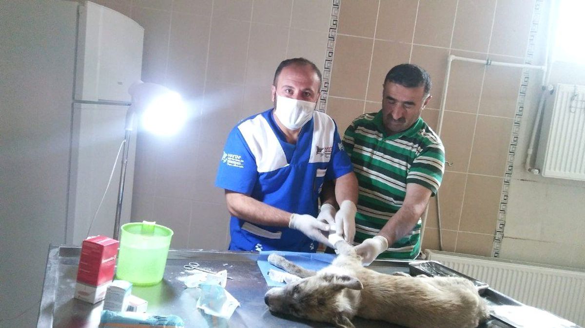 Hakkari\'de 202 sokak hayvanına kuduz aşısı yaptırıldı