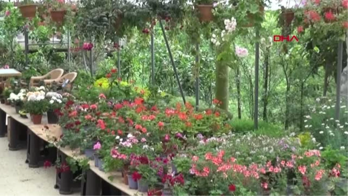 RİZE Serada 500 çeşit kaktüs çiçeği yetiştiriyor