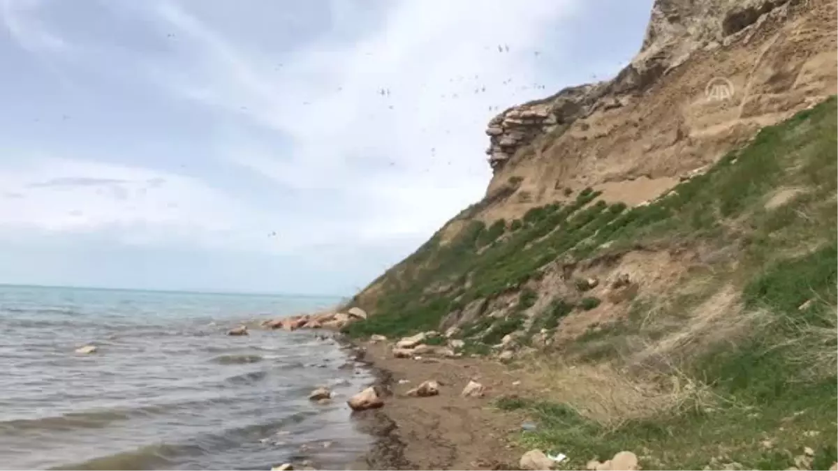 Van Gölü havzasının kırlangıç misafirleri