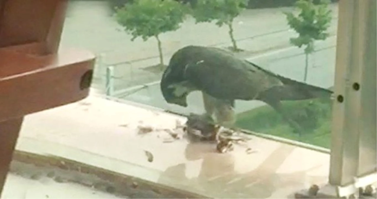 Yırtıcı Kuşun Yakaladığı Güvercini Balkona Götürüp Yediği Anlar Amatör Kamerada