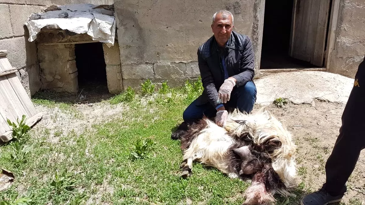 Ağıla giren köpekler 18 hayvanı telef etti