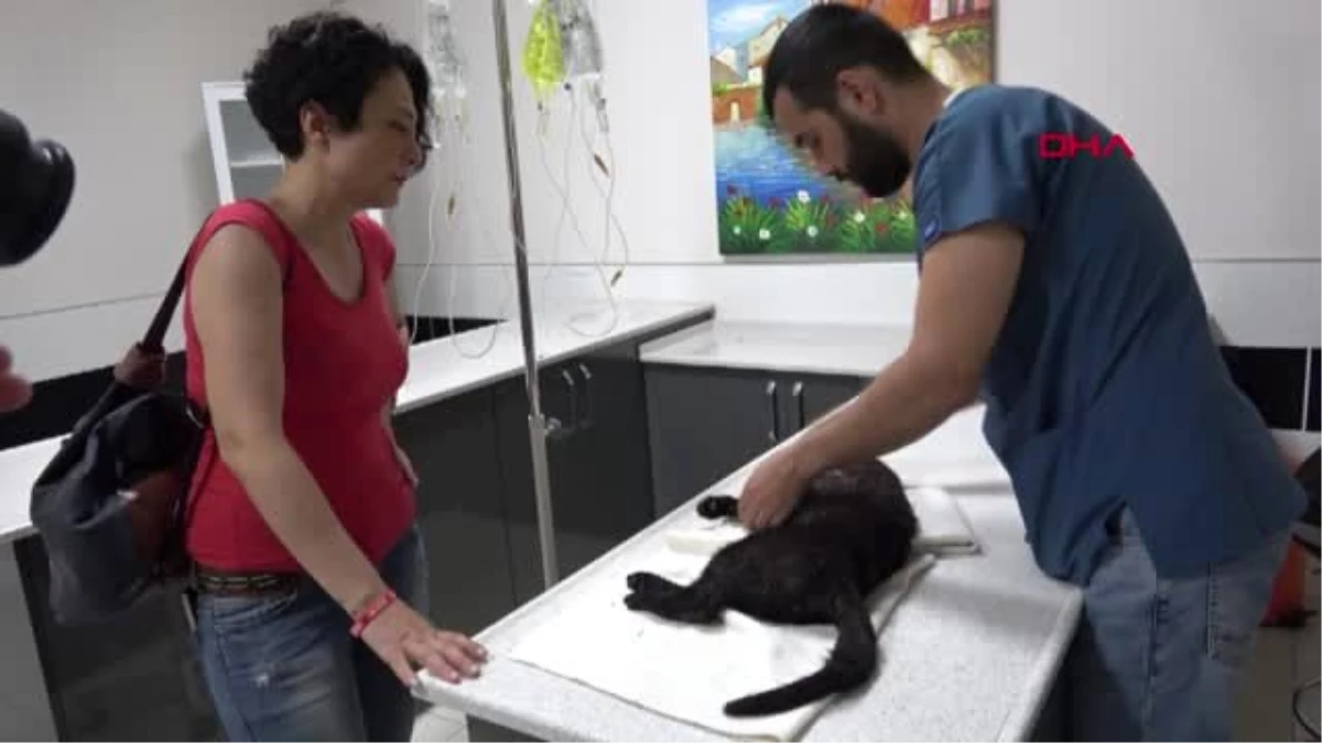 AYDIN Pitbull\'un saldırdığı kedi ağır yaralandı