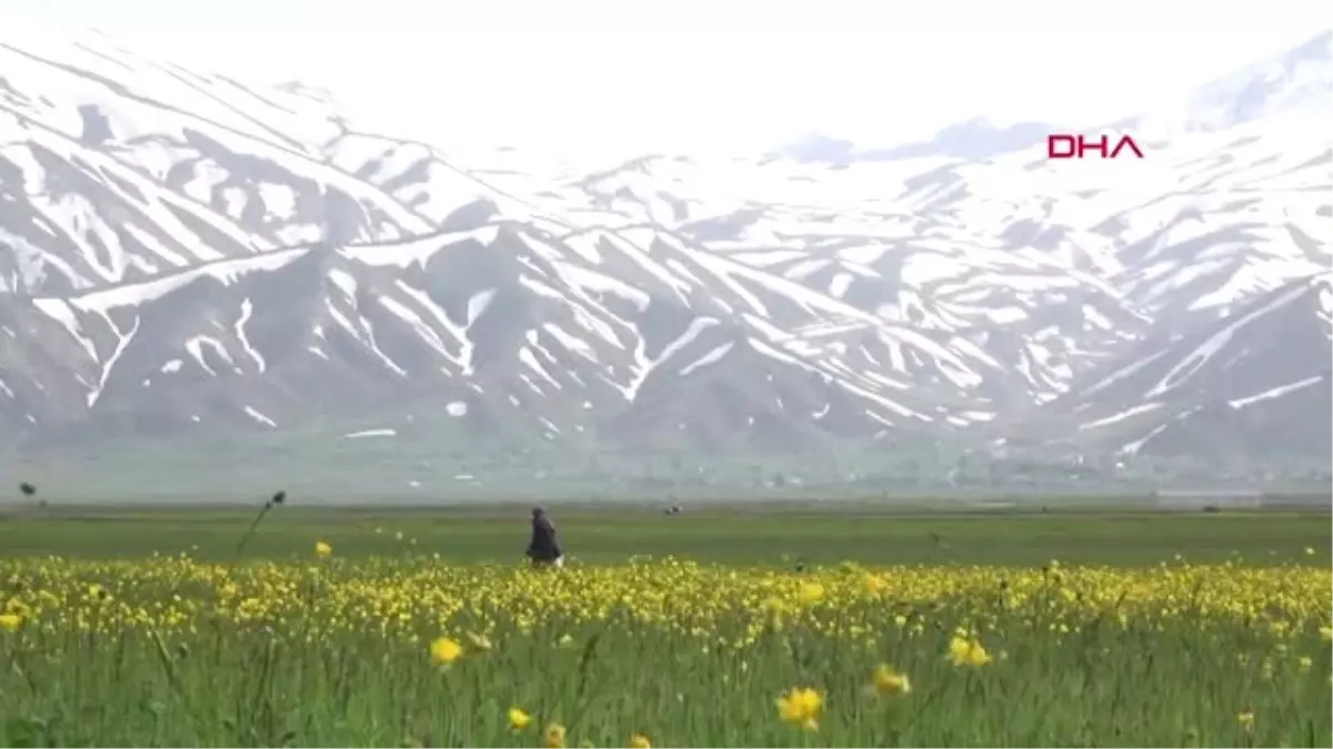 HAKKARİ Yüksekova sarıya büründü