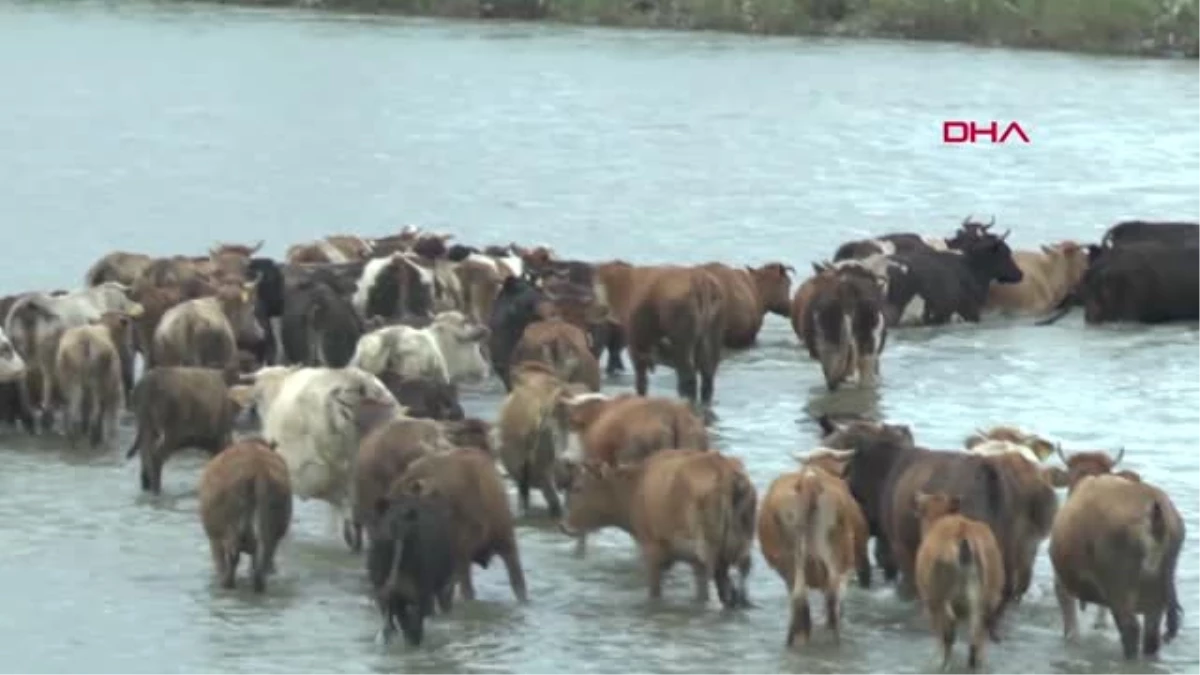 MUŞ Hayvanlar, Karasu Nehri\'ni yüzerek meraya ulaşıyor