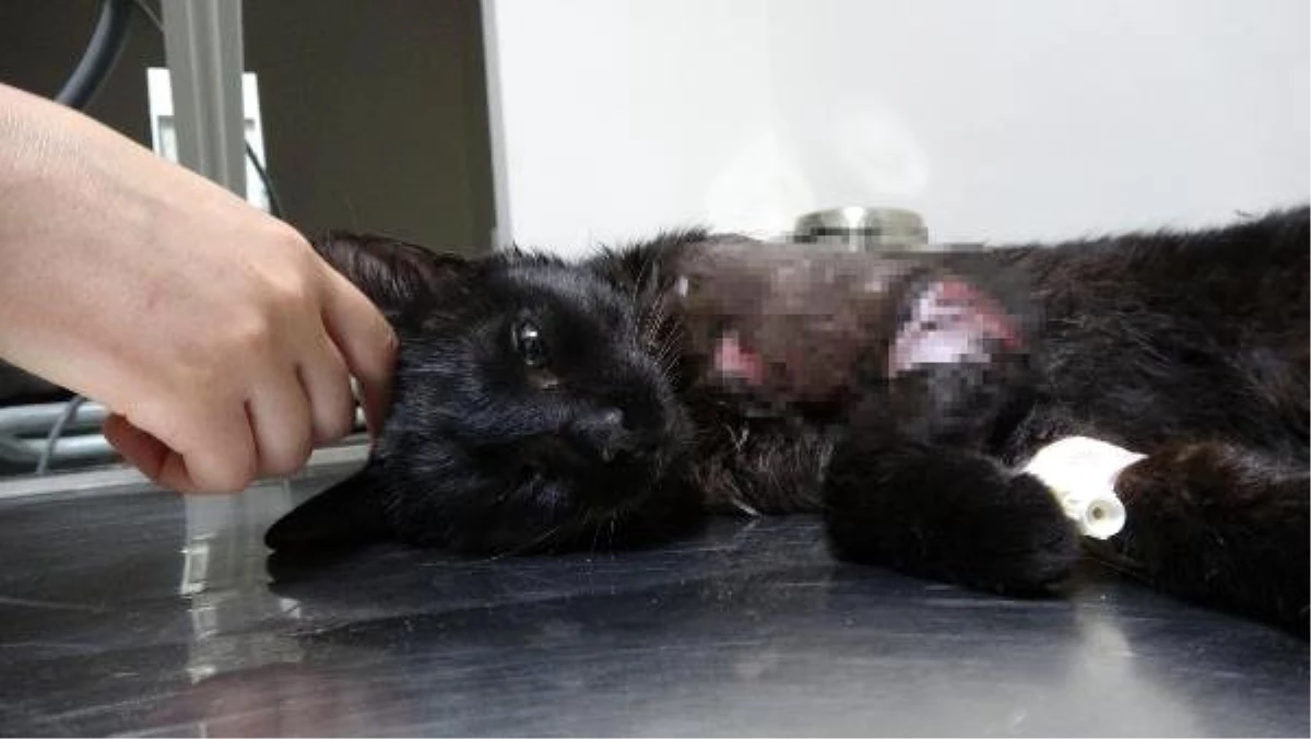 Pitbull\'un saldırdığı kedi ağır yaralandı (2)