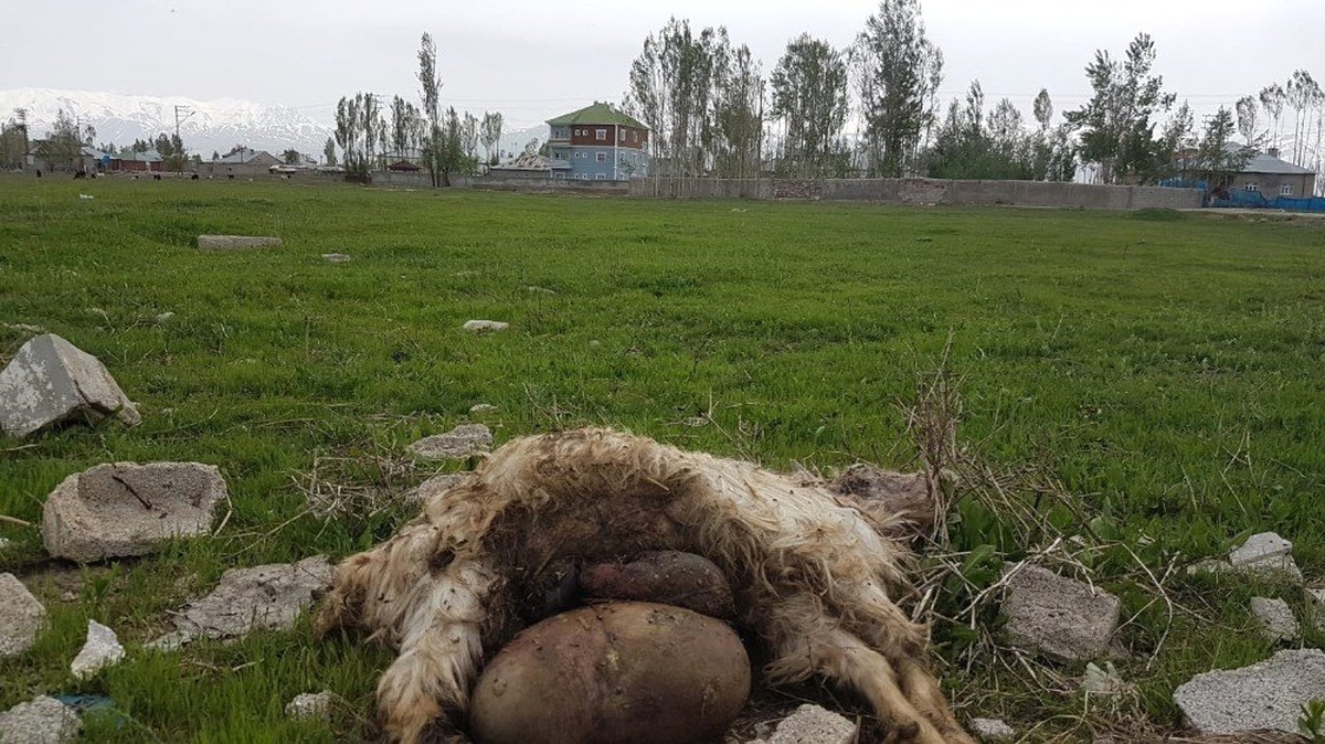 Yüksekova\'da başıboş köpekler 18 keçiyi telef etti