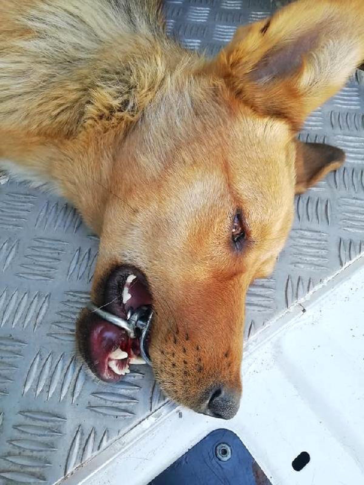 Ağzına çelik halka sıkışan köpeği, AFAD ekibi kurtardı