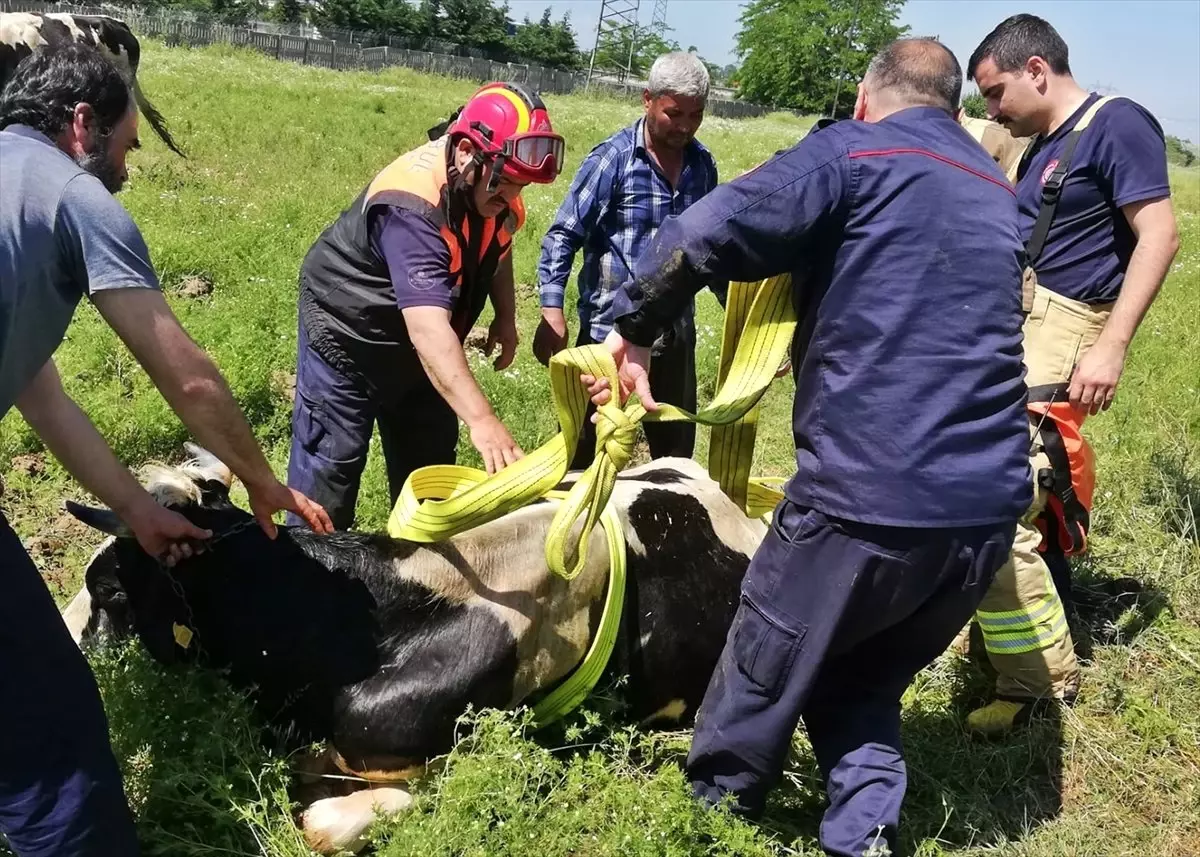 Kuyuya düşen ineği itfaiye kurtardı