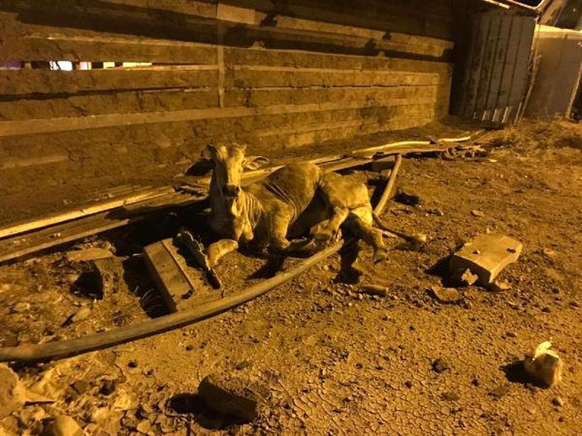 Nusaybin\'de büyükbaş yüklü TIR devrildi: 1 yaralı