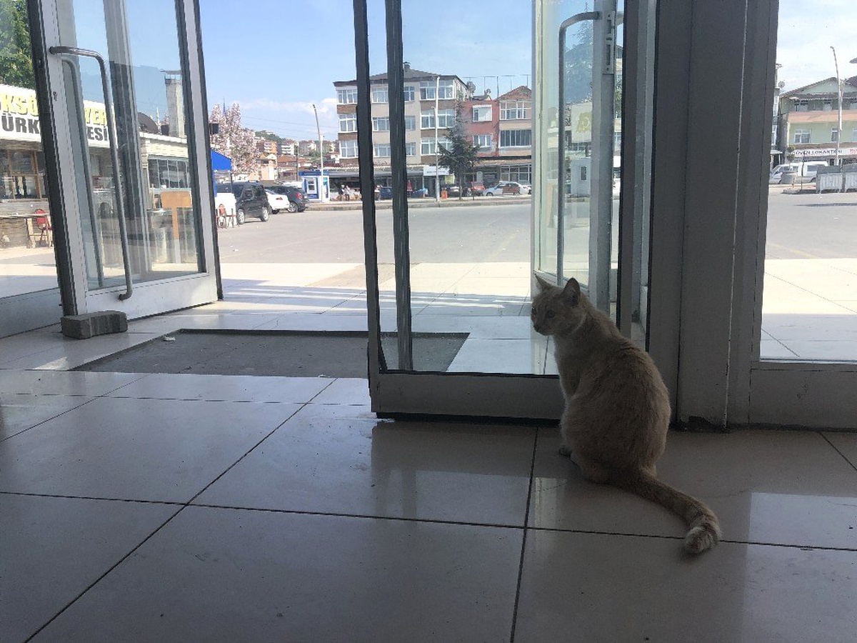 (Özel) Köpeklerin korkulu rüyası \'Sarı\'