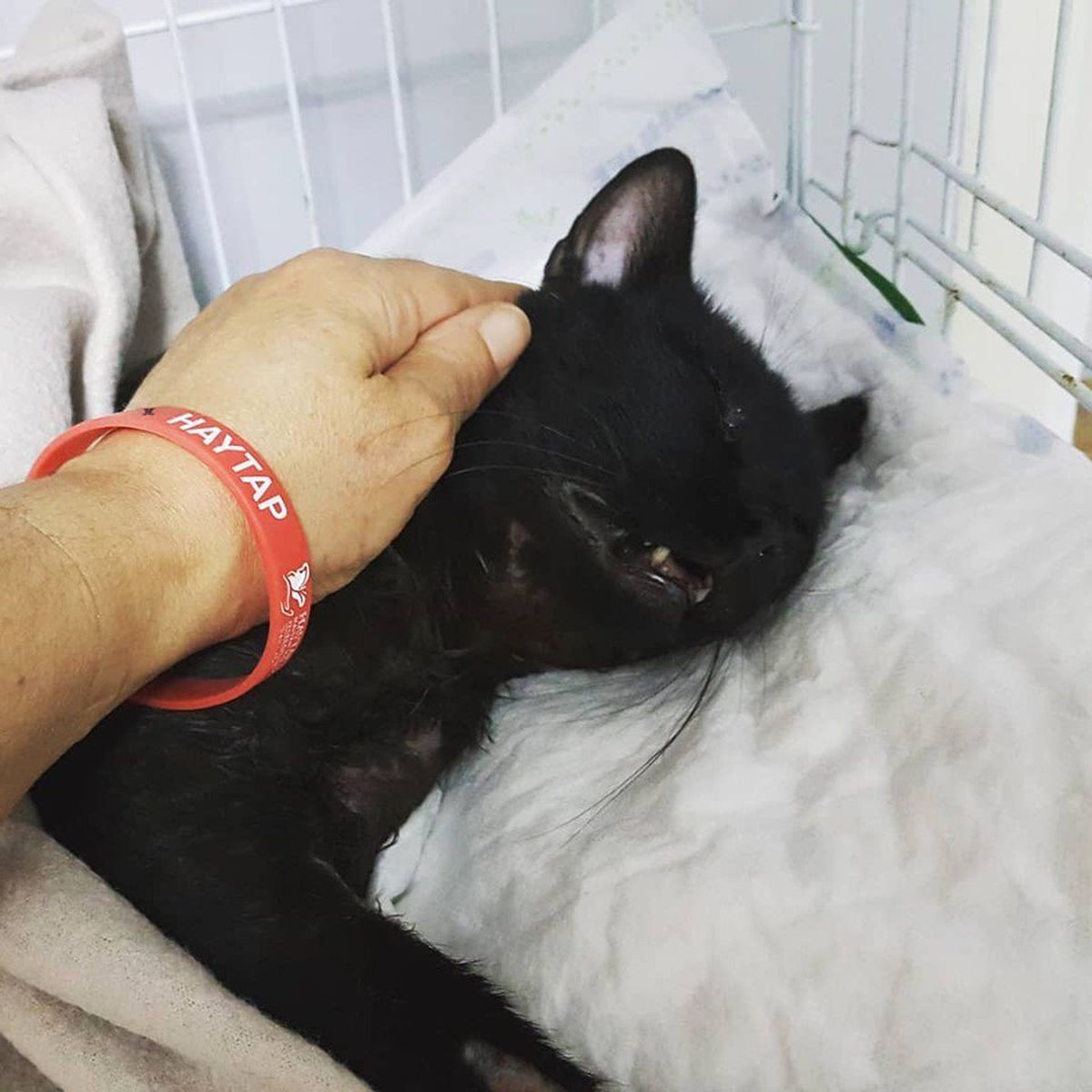 Pitbull\'un saldırdığı yaralı kedi öldü