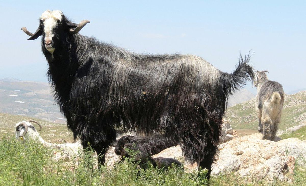 Antalya\'da Honamlı keçisi koruma altında