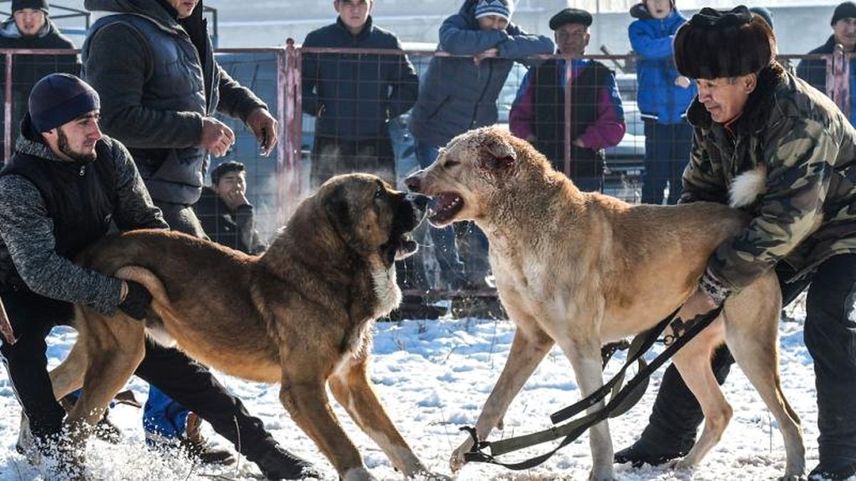 Facebook\'a köpek dövüştürenlere platform sunma suçlaması