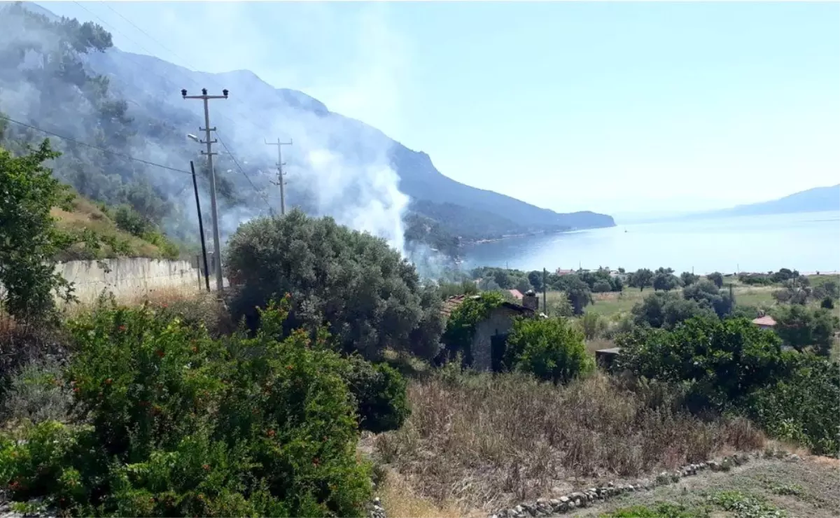 Gökova Körfezinde zeytinlik yangını