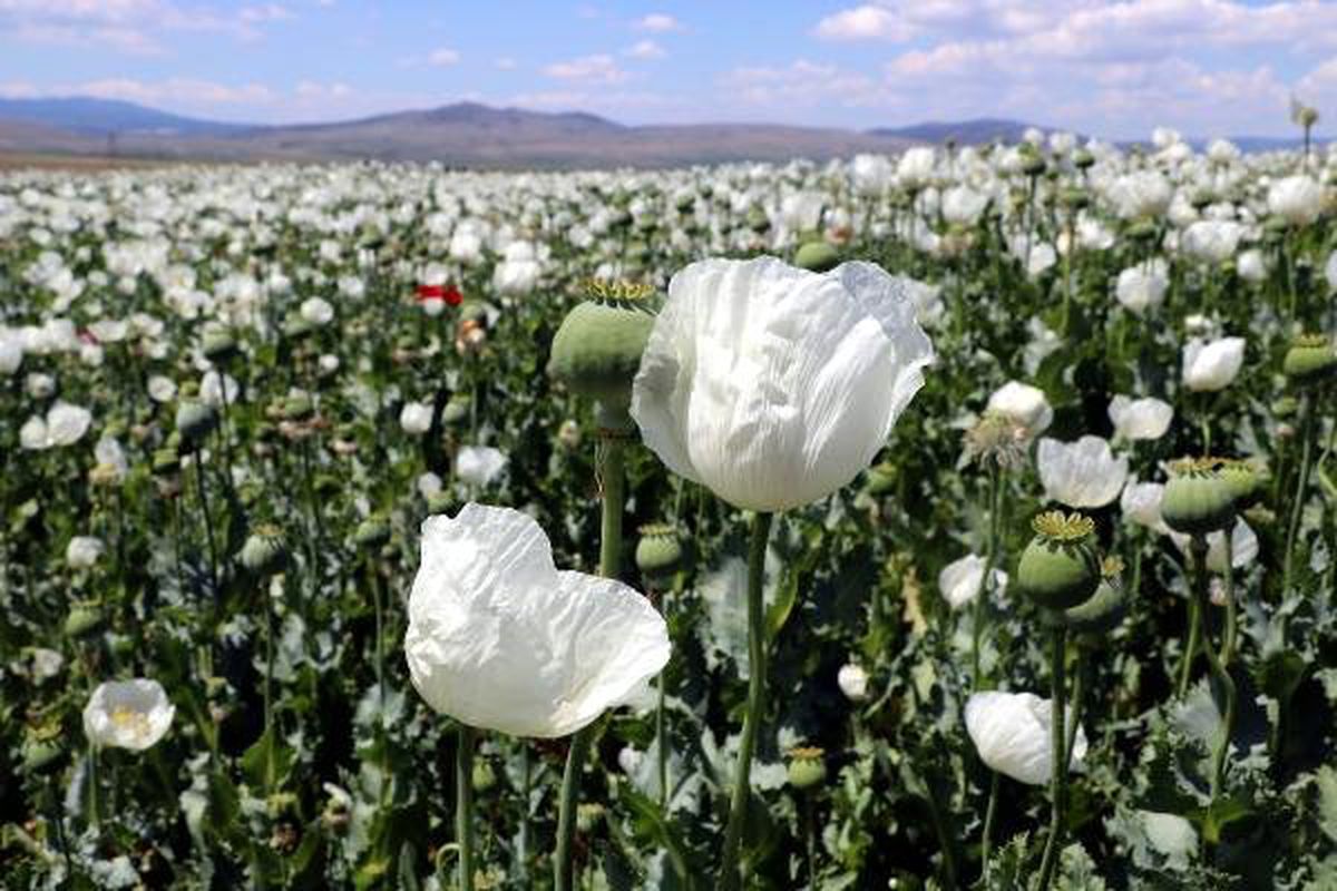 Haşhaş tarlaları tablo gibi