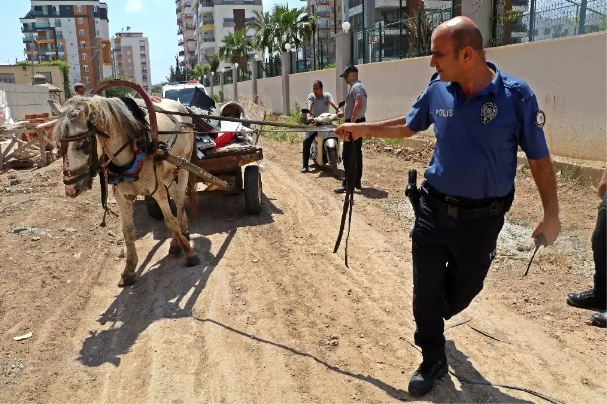 Hırsızlık teşebbüsünde kullanılan kör ata, polis ve güvenlikçi şefkati