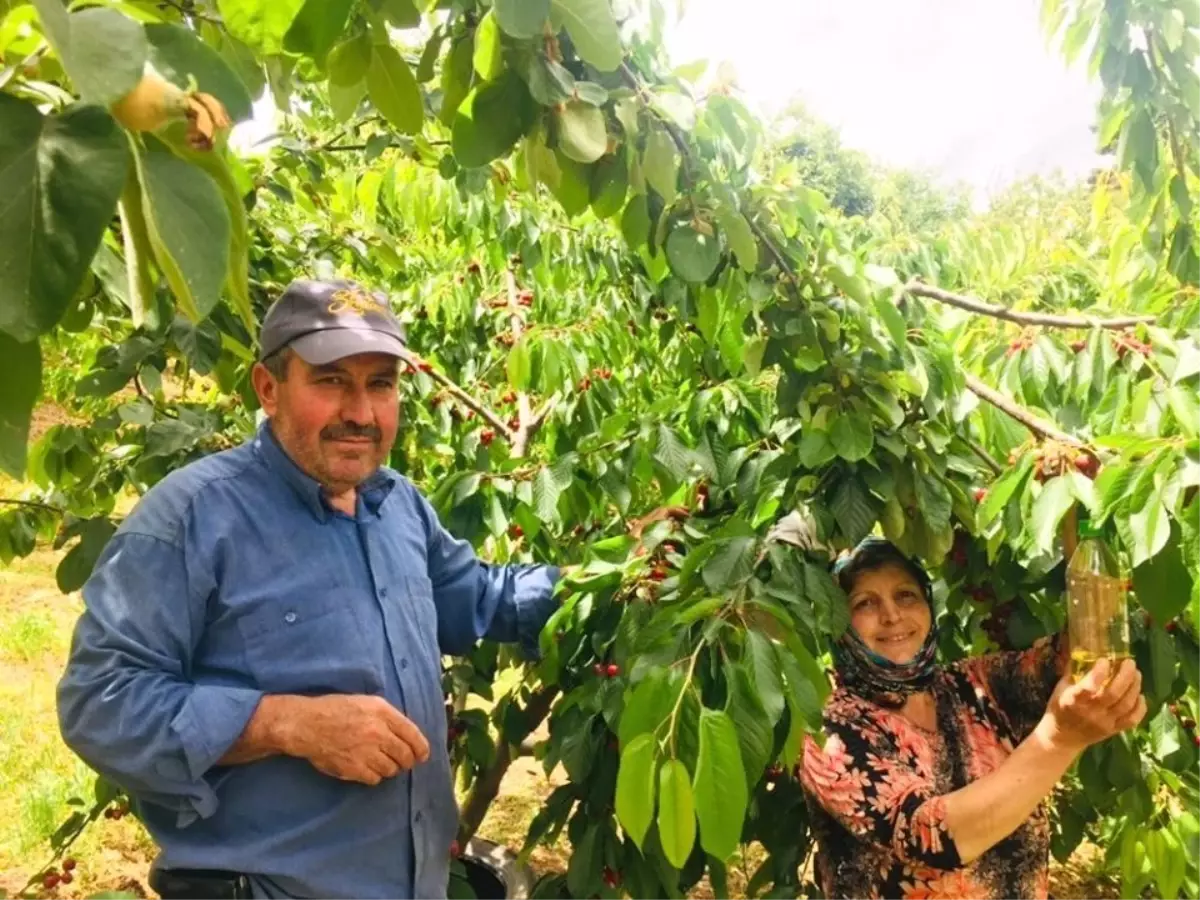 Kirazdaki sirke sineği zararlısına sirkeli tuzak