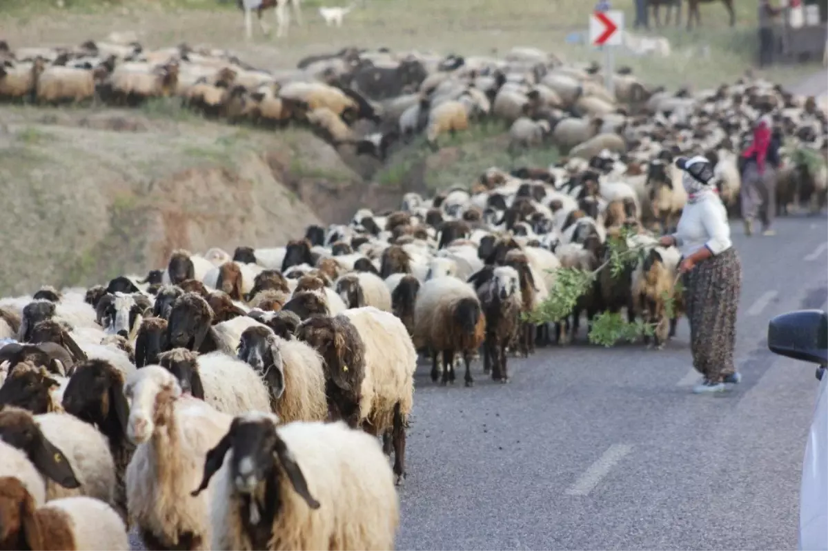 Koyun sürüsü karayolunu trafiğe kapattı, sürücüler şaştı