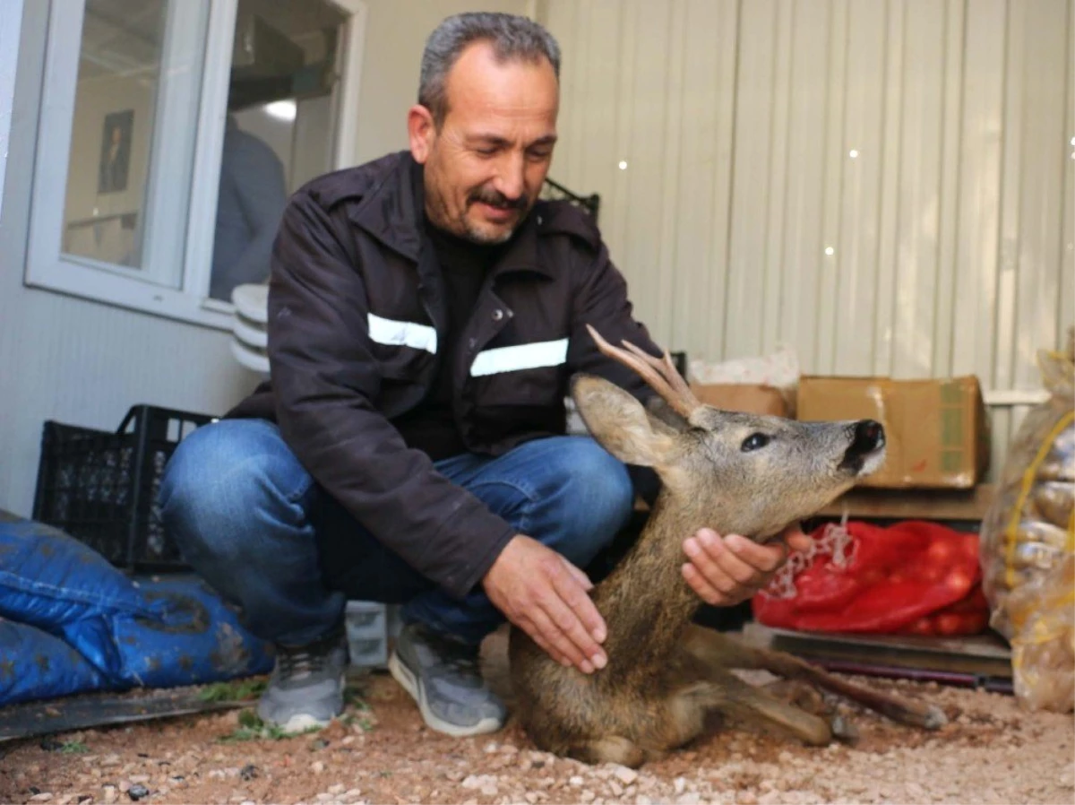 Yavru karacayı derede boğulmaktan orman çalışanları kurtardı