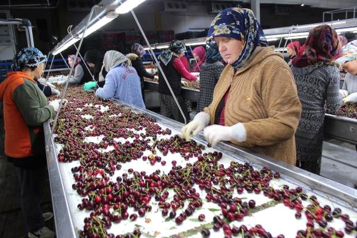 Alaşehir\'den kiraz ihracatı başladı