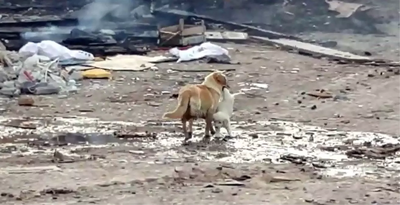 Anne köpek yavrusunu alevlerin arasından kurtardı