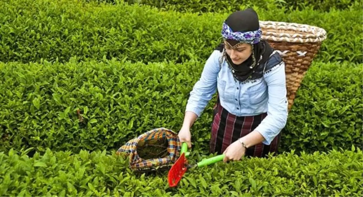 ÇAYKUR, 100 bin tondan fazla yaş çay aldı 