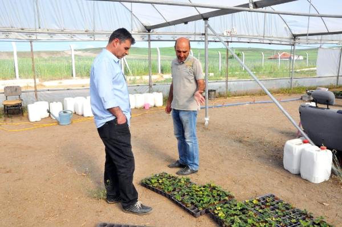 Kendi serasını kurdu, yılda 14 ton çilek üretiyor