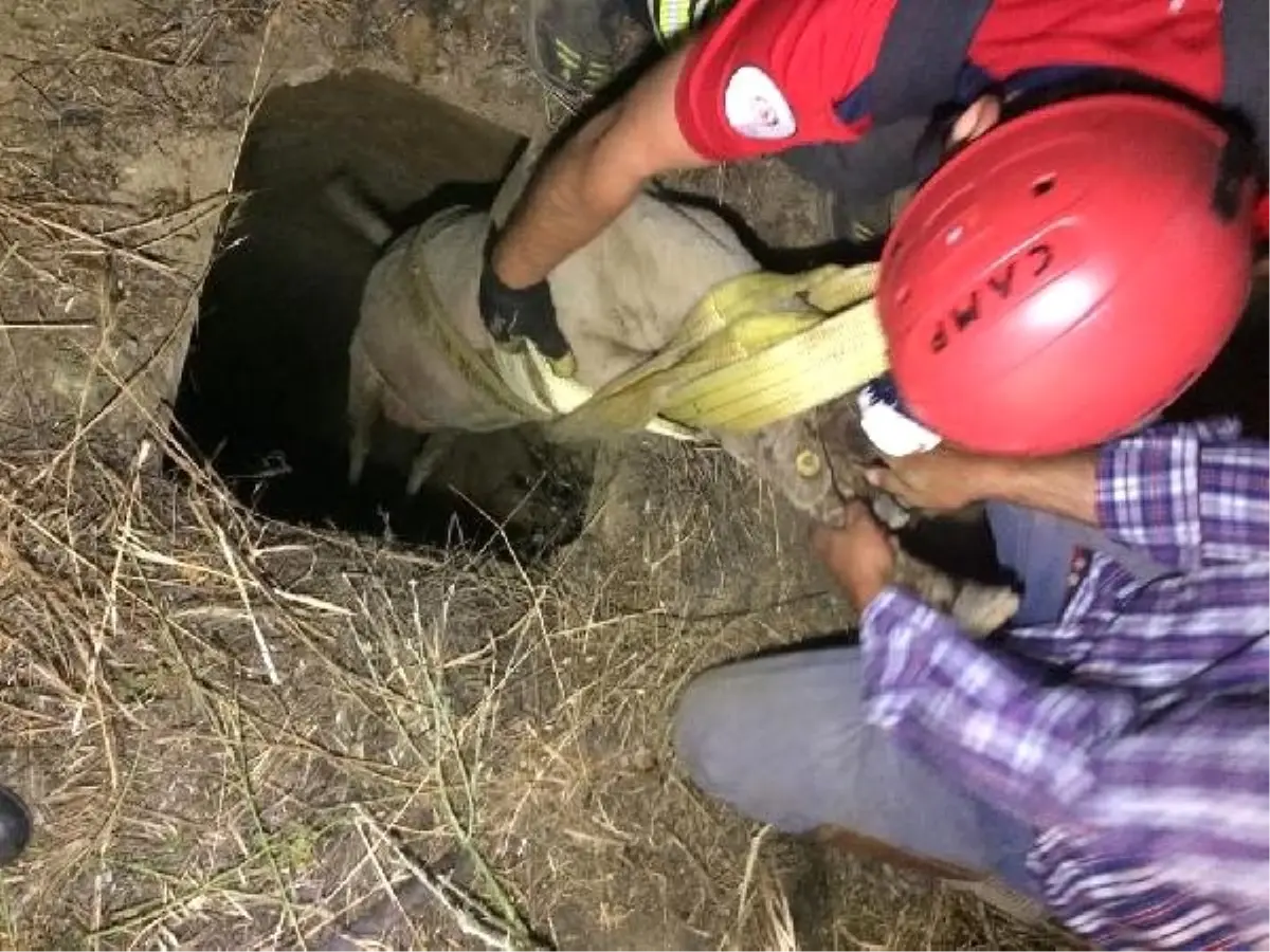 Kuyuya düşen koyunu itfaiye kurtardı