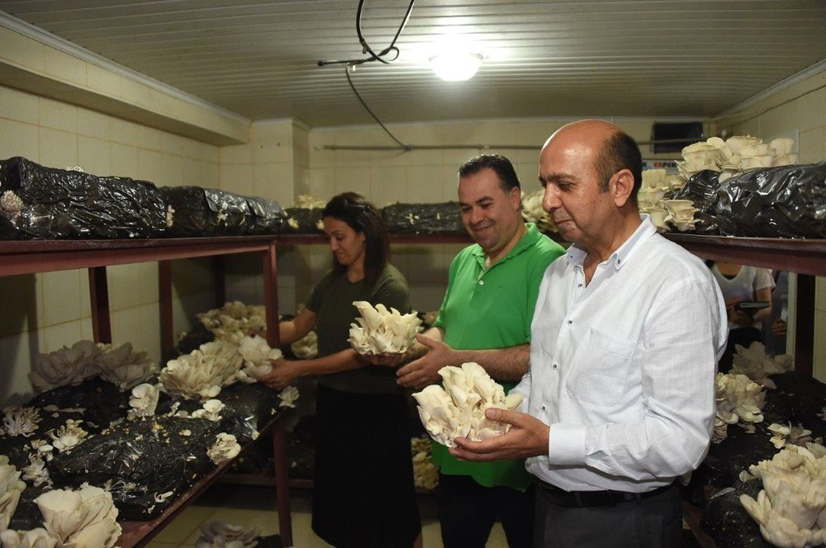 Tarsus Belediyesi\'nde istiridye mantarının üretimi artacak