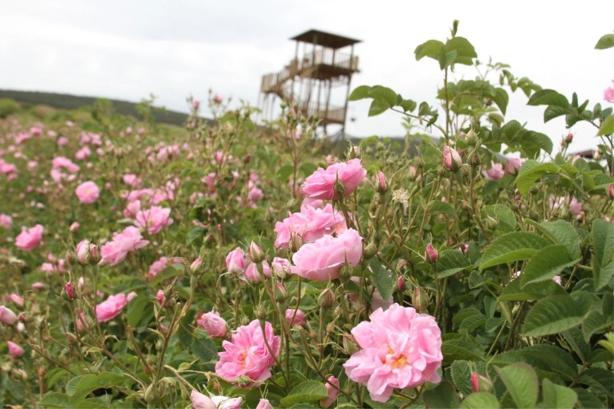 Türkiye\'nin çiçek bahçesi Isparta\'da kırsal turizm refahı