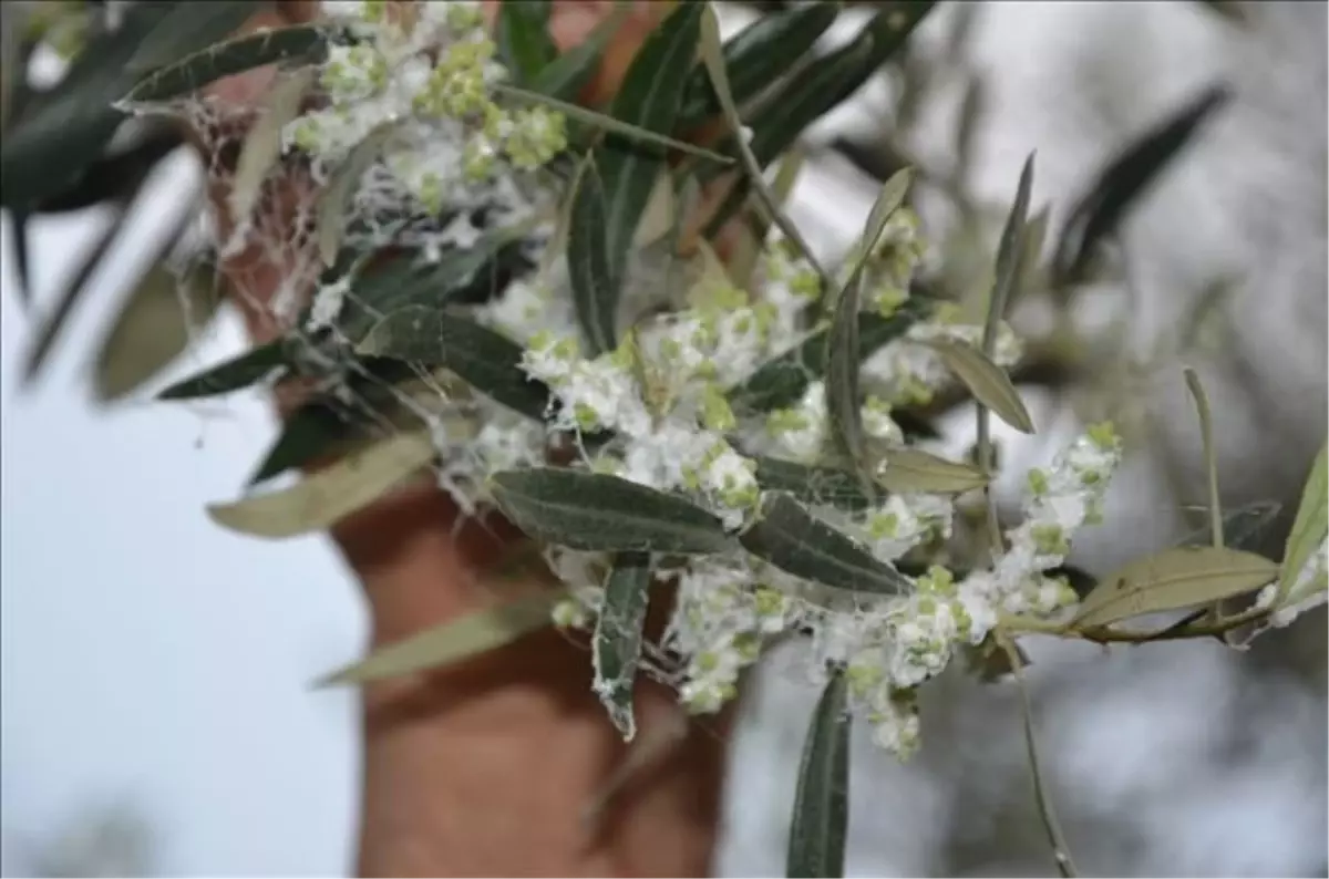 Zeytin güvesi mücadelesi başladı