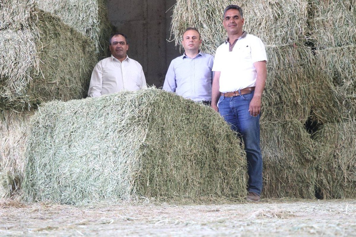 Aksaray\'da yurt dışına yonca ihracatı başladı