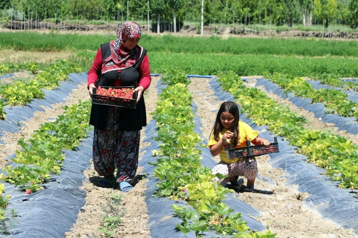 Çilek üreten eller projesi kadınlarla hayat buldu