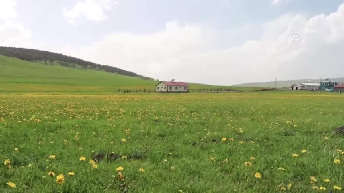 Doğu\'da baharla gelen görsel şölen - KARS/