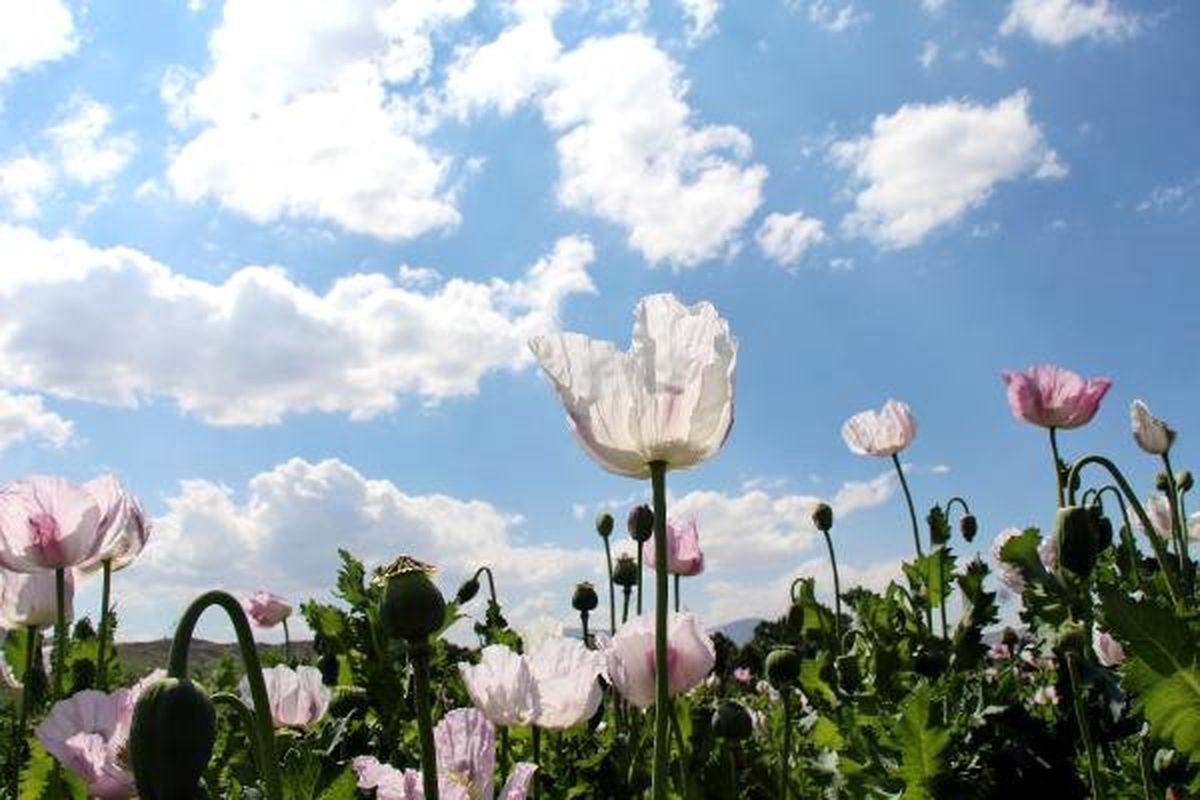 Haşhaş tarlaları tablo gibi