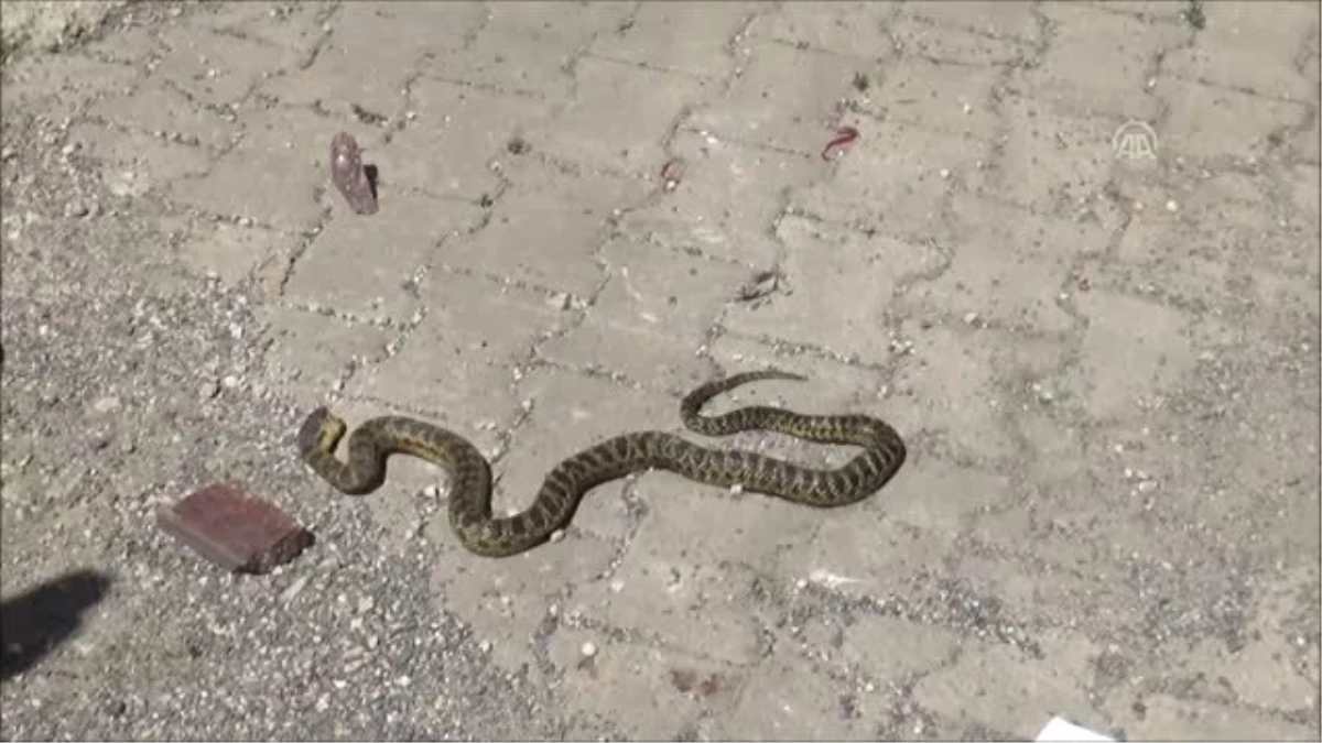İş yerine giren 1,5 metre boyundaki yılan büyük korku yarattı