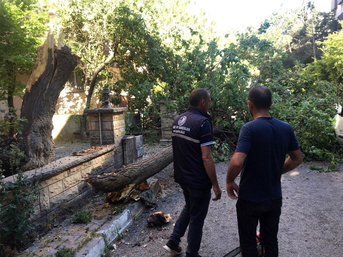 Kartal\'da apartman bahçesindeki çürüyen ağaç yola devrildi