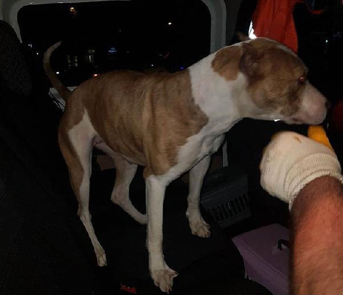 \'Pitbull\' operasyonu, 3 köpeğe el konuldu, sahiplerine para cezası verildi