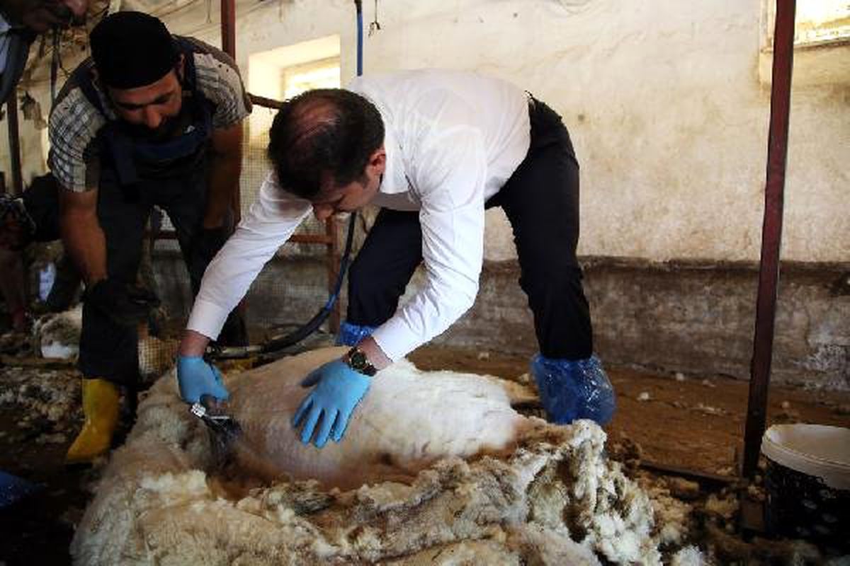 Sivas Valisi Ayhan, koyun kırktı