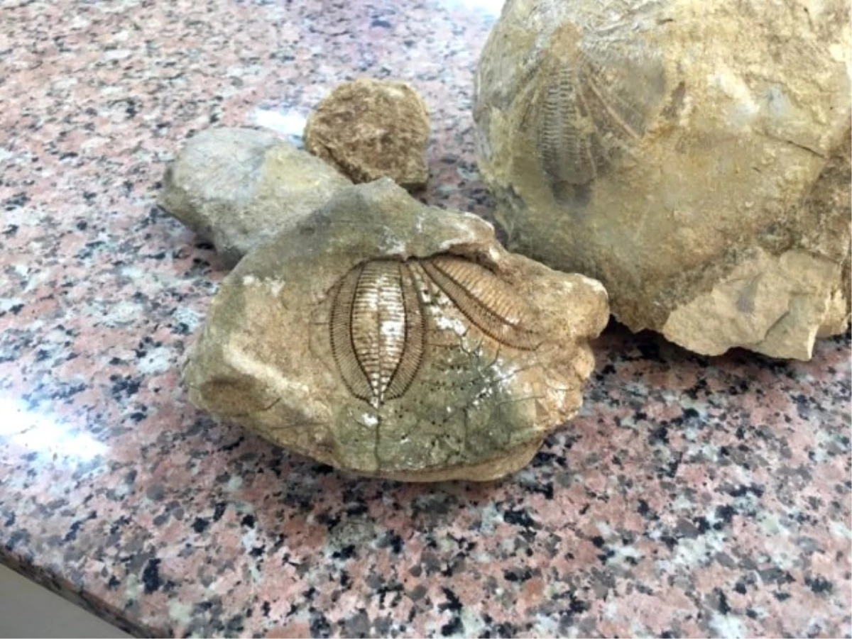Tam 70 milyon yıllık! Okul müdürünün bulduğu fosile öğrenciler hayranlıkla dokundu
