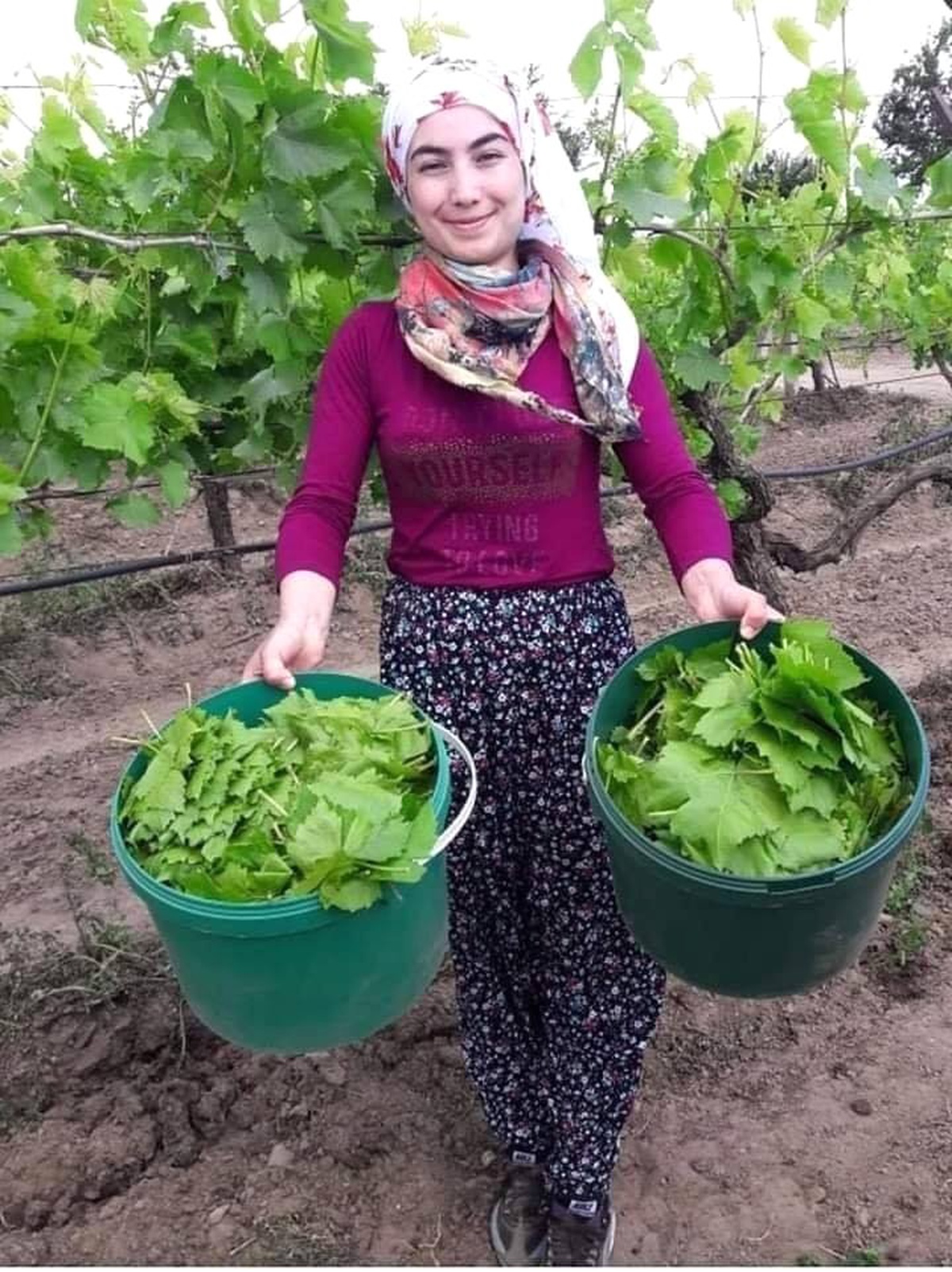 Tarsus\'ta asma yaprağında verim düşük