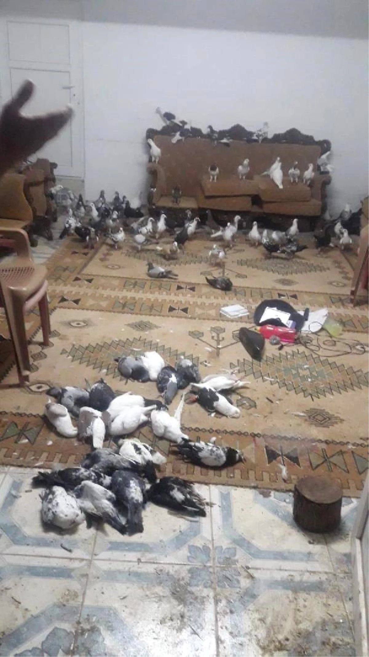 180 güvercin çalan 3 şüpheli tutuklandı