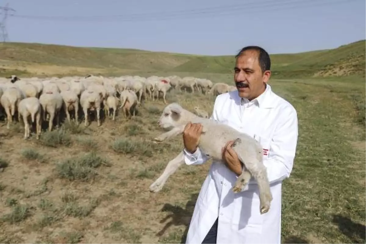 \'2022\'de canlı hayvan ithalatı ihtiyacı kalmayacak\'