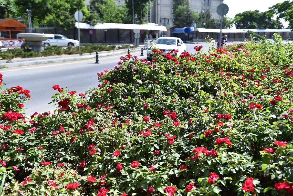 Başkent mis gibi kokuyor