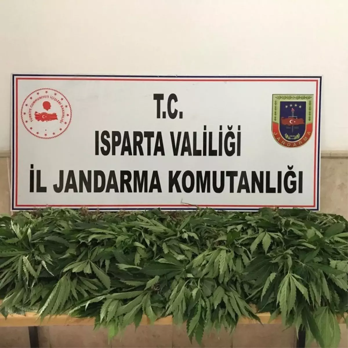 Jandarma\'dan kenevir operasyonu: 1 gözaltı