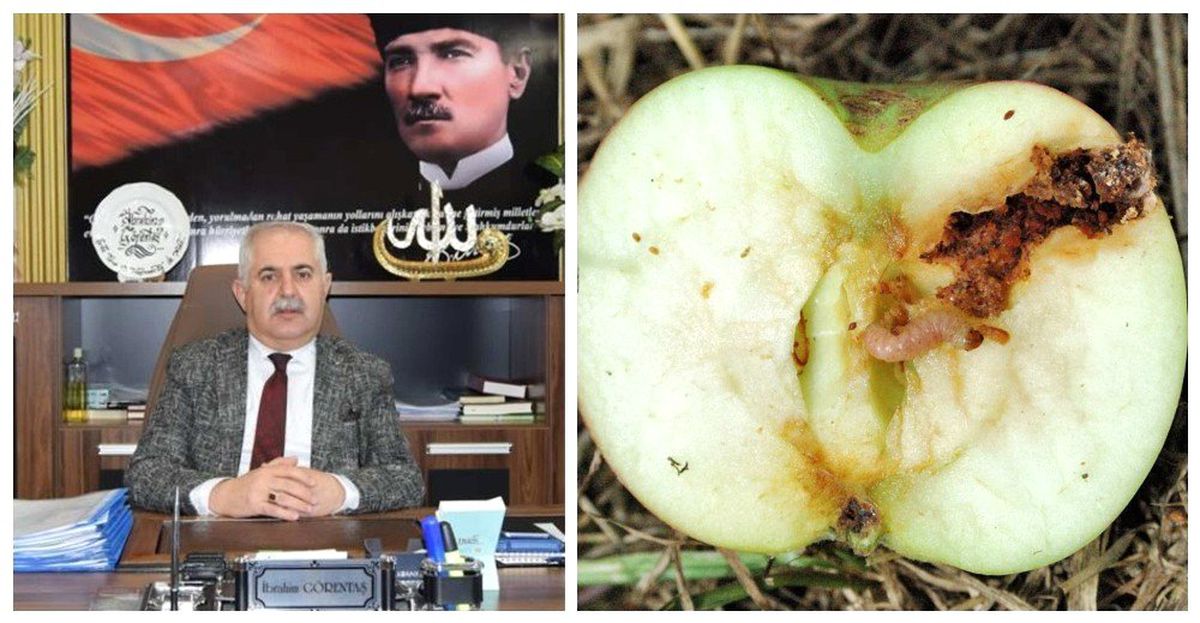 Müdür Görentaş\'tan elma üreticisine uyarı