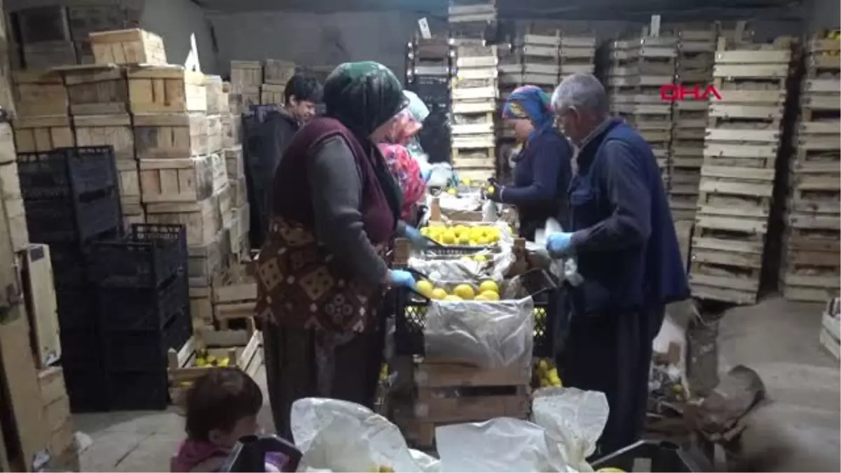 NEVŞEHİR Limonlar, Kapadokya\'da kayadan oyma doğal depolarda korunuyor