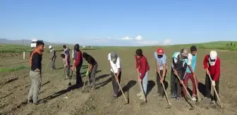 Pancarda gecikmeli çapa başladı