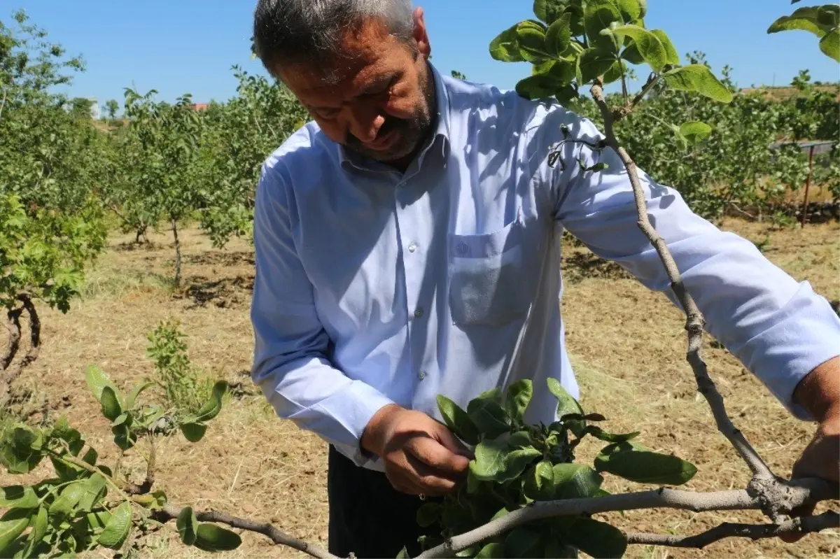 Siirt\'te fıstık bahçelerinde sorun tespit çalışması yapıldı