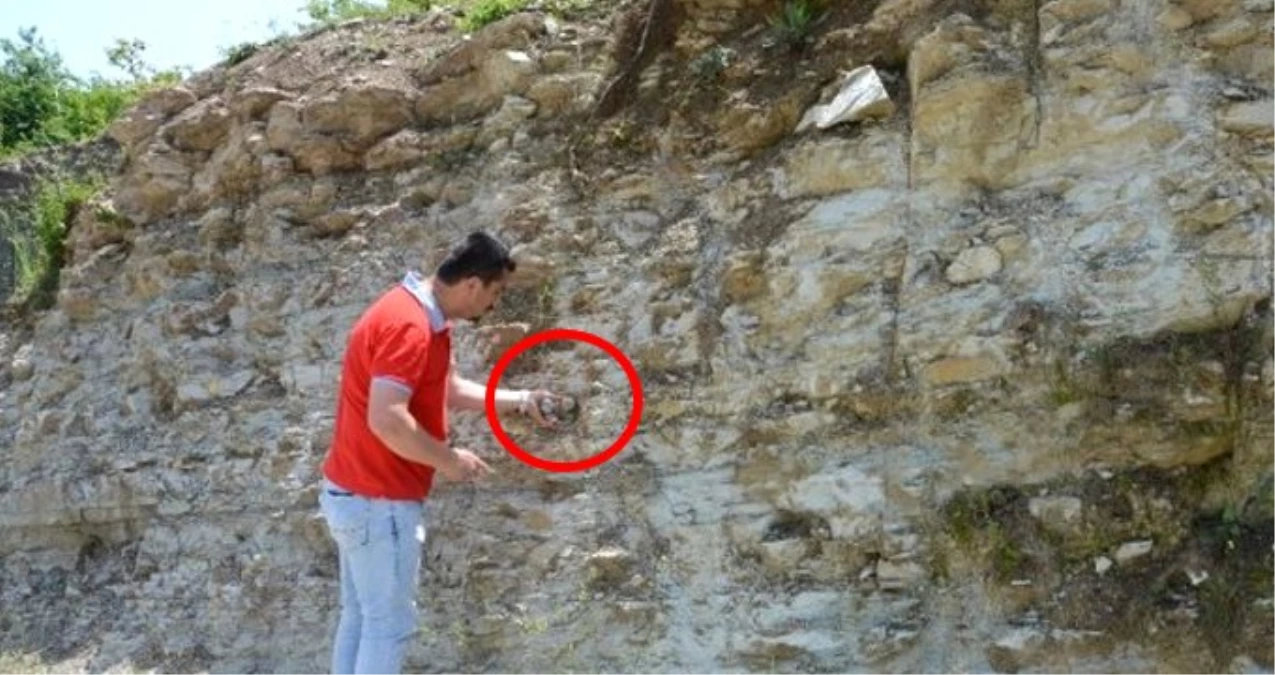 Zonguldak\'ta dinazorlar çağından kalma fosiller bulundu